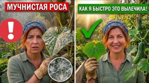 Я опрыскала этим свои огурцы… и желтые пятна исчзли за ночь!