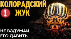 Колорадский жук: откуда взялся, почему нельзя давить и что скрывает советская история