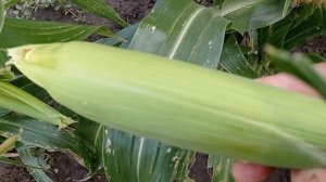 Урожайное лето 🌽🌼✨