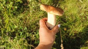 31 июля!В лесу огромное разнообразие грибов 😊