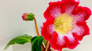 Глоксинии из семян начинают цвести.
Очень красивая глоксиния.