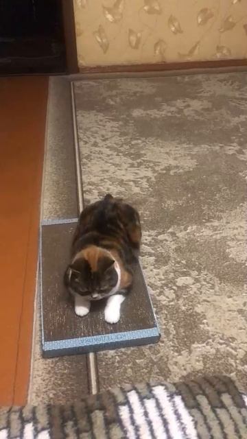 Кошке эта когтеточка нравится! ❤️