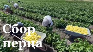В ЛНР стартовала уборочная кампания сладкого перца