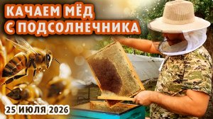 КАЧАЕМ МЁД С ПОДСОЛНЕЧНИКА