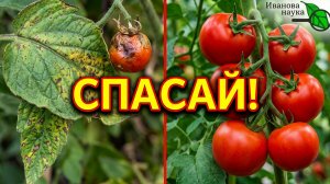 💥 БОЛЕЗНИ ОГОРОДА В ПРОШЛОМ! 🍅 Скорая помощь томатам от фитофторы и гнили без всякой химии!