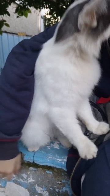 Ласковый кот Пушок🐈