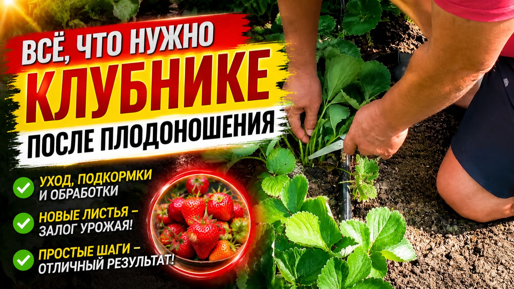 Клубника отплодоносила? Сделайте с ней так и урожай будет ещё больше!