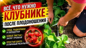 Клубника отплодоносила? Сделайте с ней так и урожай будет ещё больше!