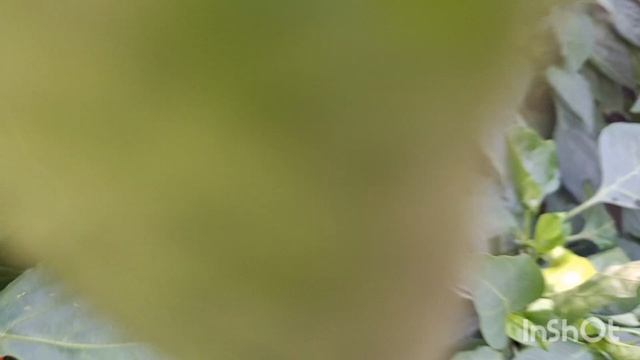 Собираю томаты черри. Почему я сейчас не шью. Дожди каждый день.С помидорами опять проблема.