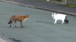 Кошка встретила Лису 🐱🦊