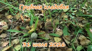 Грибная кладовая  31 июля 2026