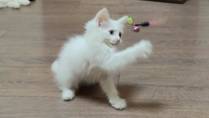 Три котенка. Три забавных брата. Котенок Микки.