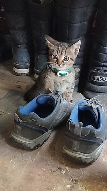 Знакомство с котятами.Если хотите помочь котам на корм,стерил.и т.д. 2200 7017 2073 2004 или донаты.