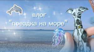 Влог . Поездка на море! #бумсобаки