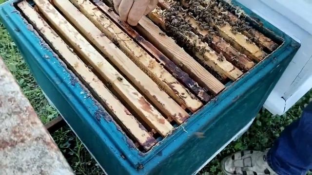 31 июля МАТКИ НЕТ трутовка