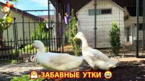 Забавные утки мускусные и пекинские на свободном выгуле со своими друзьями ч.(419) ❣️🤗😂