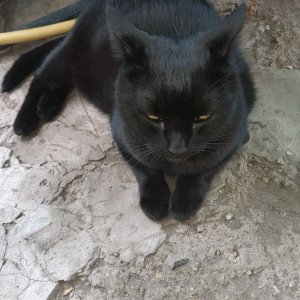 стрим давайте 96 пдп