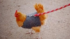 Курица! я не отстану теперь!!