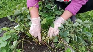 Раскрываю секрет омолаживания клубники!