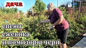 Дача.Собираю ежевику и помидоры.Погода налаживается.Жара отступает