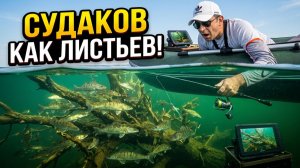 Летняя рыбалка 2026. Ловля судака на спиннинг с коряг.