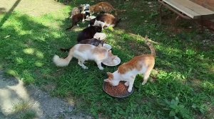 31 июля Котоновости😺🐱😻🥣