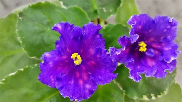 Фиалки. Селекция Nik- Натальи Булко