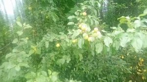 Наша Фазенда✅️🌳🥒🥒🥒🍎🍏🍒🍒