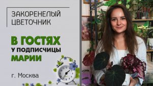 В гостях у Марии. г. Москва. Алоказии, бегонии, филодендроны, немножко фикусов. Фитиль: личный опыт.
