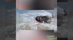 Домашние питомцы №1 От кошек и собак до львов, жирафов и слонов!