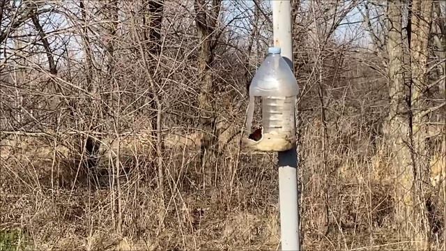 воробей прогоняет бабочку с кормушки!