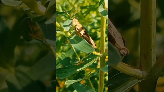Летние краски. Цветы. Кошки. Шмель. Букашки