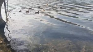 31.07.26 Утки на Новом озере #Кисловодск