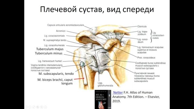 УЗИ суставов