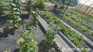 7 соток. Малина очень мелкая Почему?  Хроника 30 июля 2026 год