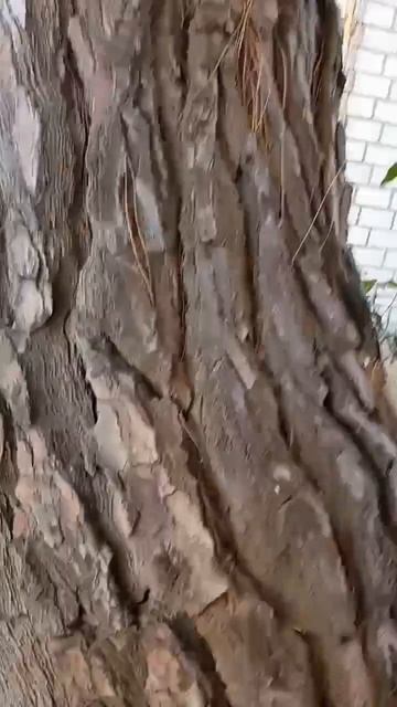 Ага, попались))) Белочка в Анапе