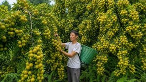 Собираю дикие фрукты в лесу, иду на рынок продавать. Готовлю свежую рыбу. Энзо. Вьетнам