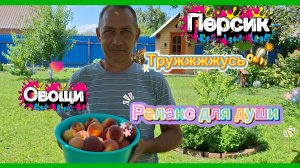 31-07-2026/Краснодарский край/Живём и трудимся на юге/Спасаем дерево/Вкусный ужин/Релакс/