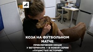 Коза на футбольном матче. Приключения Нюши у ветеринара — в новой серии «Пушистых историй»