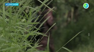 УЗНАТЬ ЗА 60 СЕКУНД. НОВОСТИ КАМЧАТКИ 31.07.26