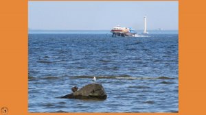 Суда на подводных крыльях. Ленинградская область