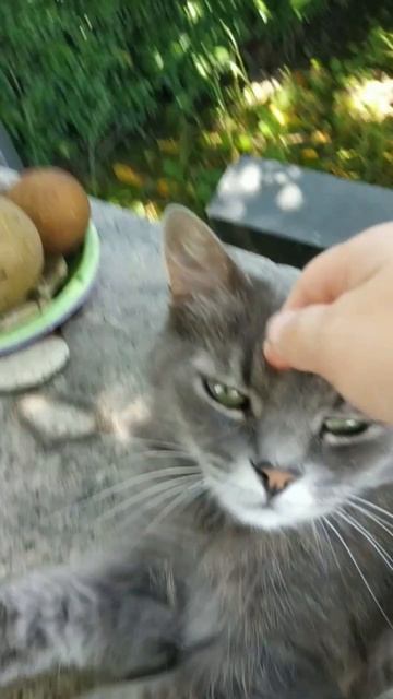 Наши кошки и кот