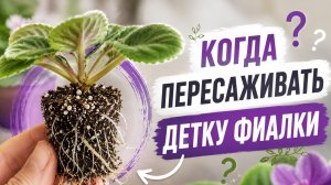 Когда пересаживать детку фиалки