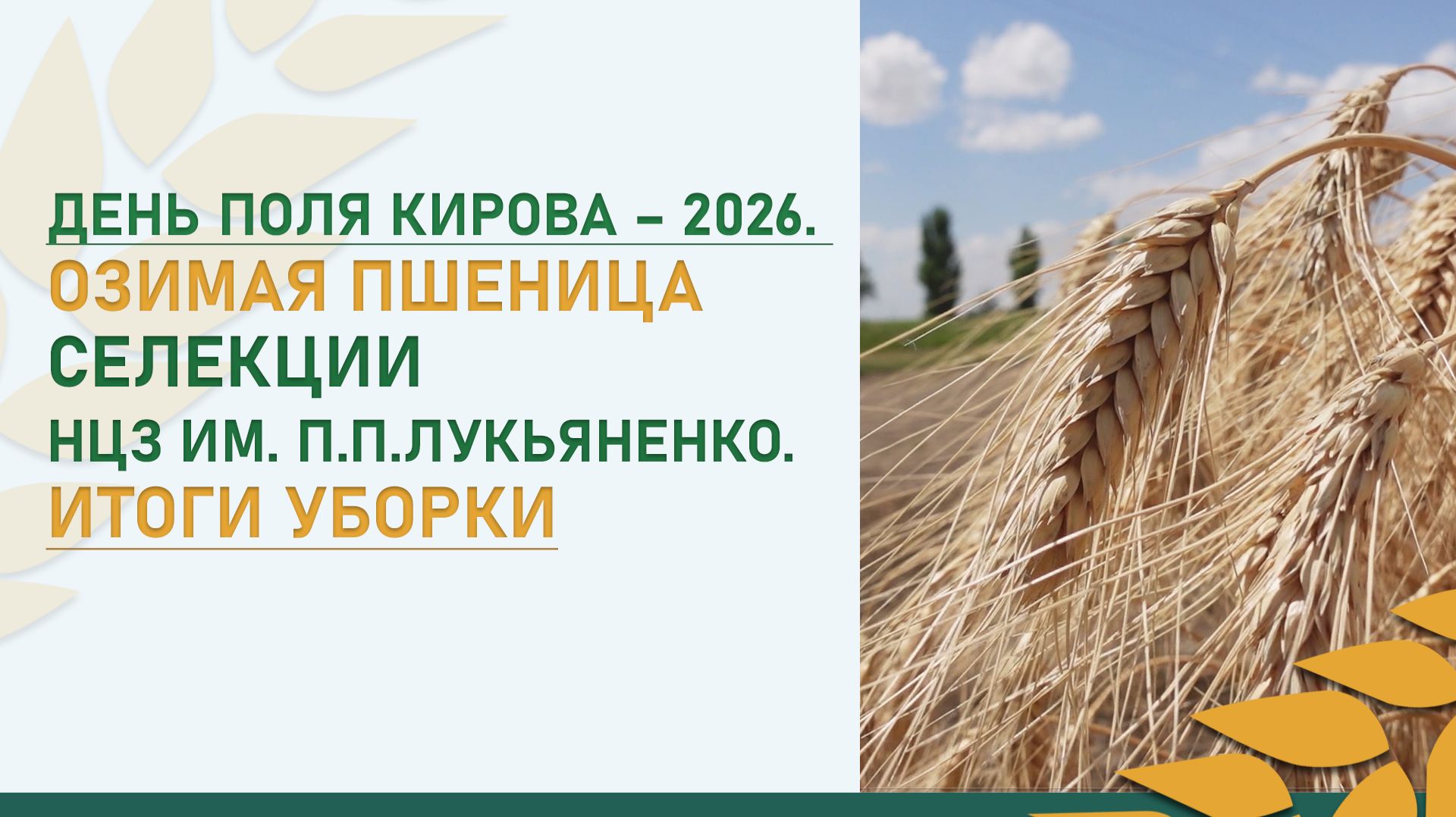 День поля Кирова – 2026. Какой сорт оказался самым урожайным?