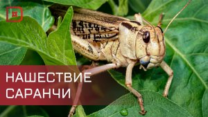 В Дагестане борются с нашествием саранчи