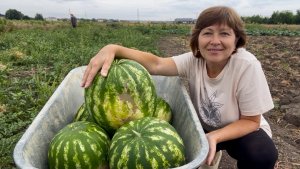 Живем на Юге, собираем свои арбузы и качаем мед | Желе из красной смородины