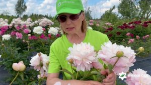 Mrs. Franklin D. Roosevelt peony. Миссис Фрэнклин Д. Рузвельт пион. Пулков сад (2026 г.)