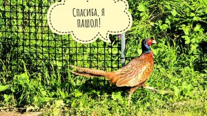Новый третий петушок фазан. Грустное - ёжика Дохлика внезапно не стало