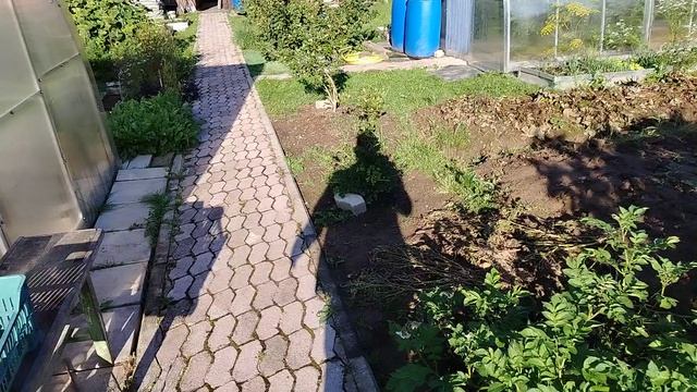 Виноград разарвало, треск после ливней, обзор 31.07.2026г.