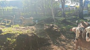 Остановлю на скоку коня